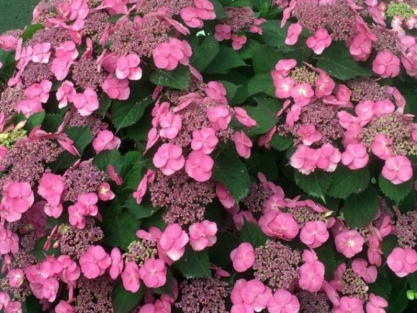 Hydrangea serrata 'Cotton Candy'1
